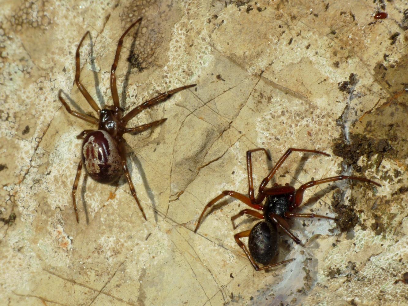 Coppia di Steatoda nobilis - Ostia Nord  e Tolfa (RM)